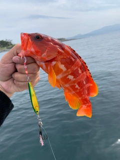 アカハタの釣果