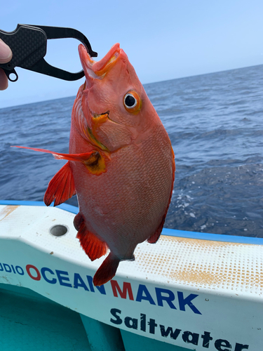 ヒメフエダイの釣果