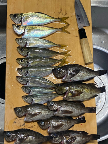 アジの釣果