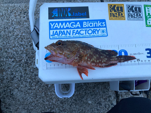 カサゴの釣果