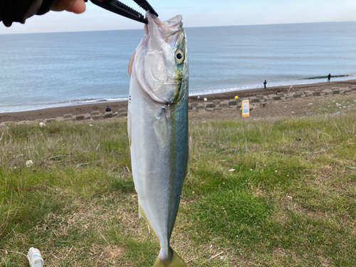 イナダの釣果