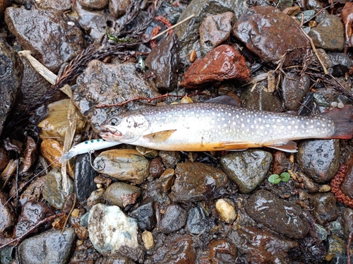 エゾイワナの釣果