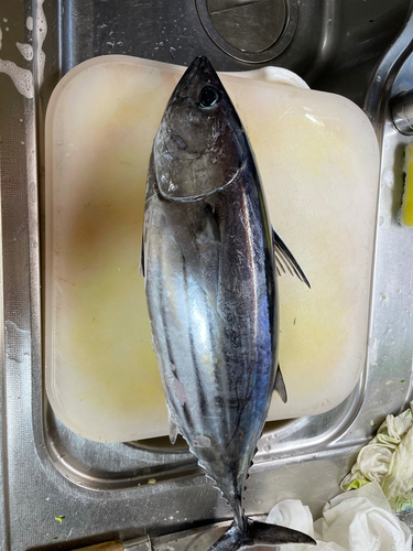 カツオの釣果