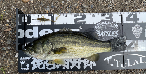 ブラックバスの釣果