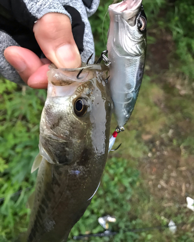 ブラックバスの釣果