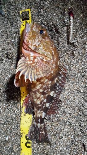 カサゴの釣果