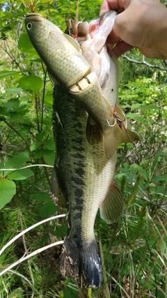 ラージマウスバスの釣果