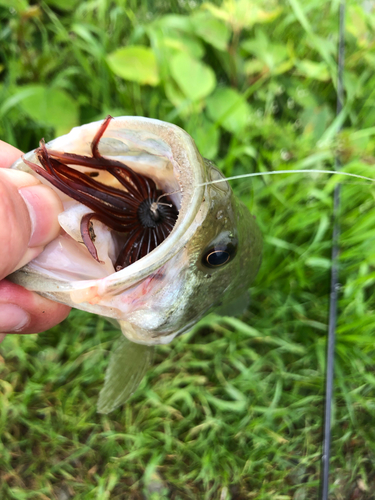 ブラックバスの釣果