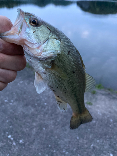 ラージマウスバスの釣果