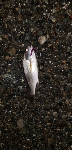 イシモチの釣果