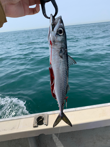 マサバの釣果