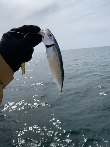 マサバの釣果