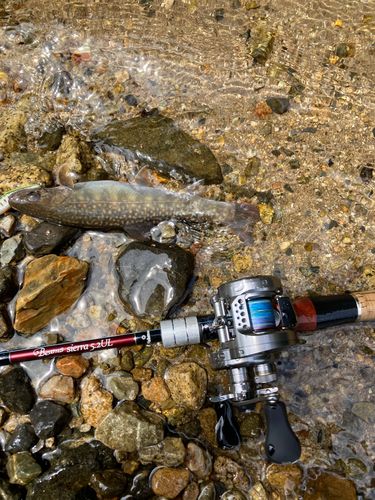 イワナの釣果