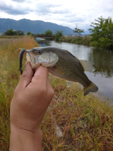 釣果