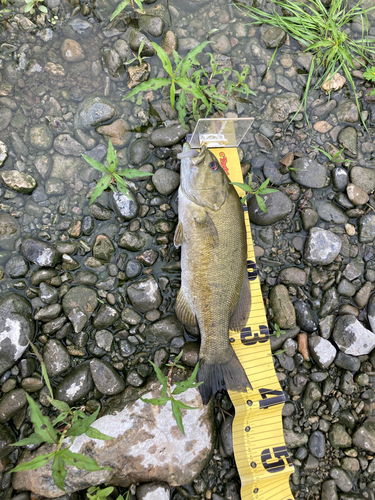 スモールマウスバスの釣果