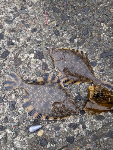 カワガレイの釣果