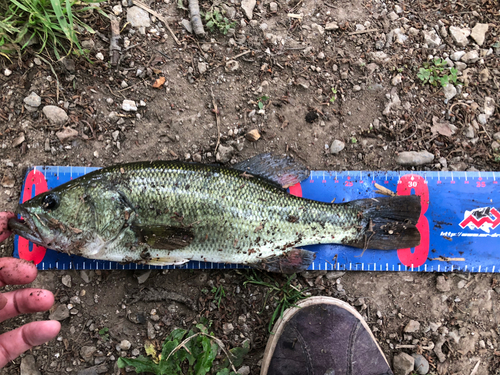 ブラックバスの釣果