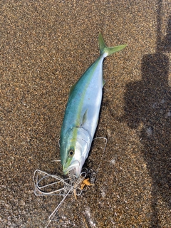 イナダの釣果