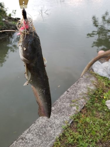 ナマズの釣果