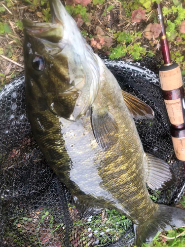 スモールマウスバスの釣果