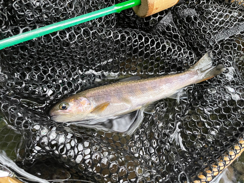 イワナの釣果