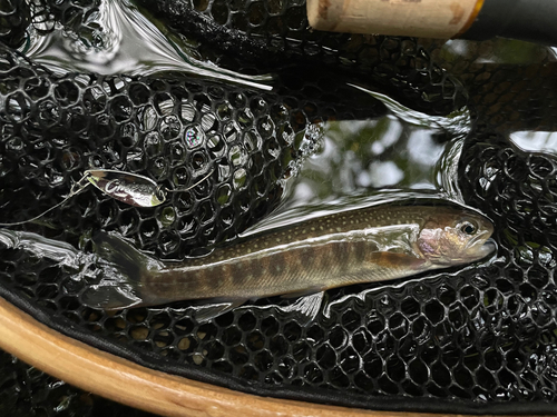 イワナの釣果