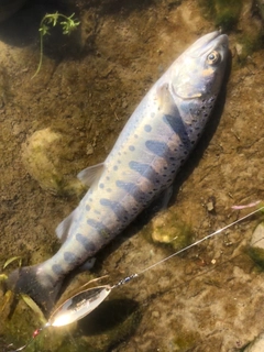 ニジマスの釣果