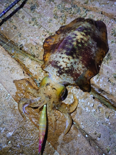 アオリイカの釣果