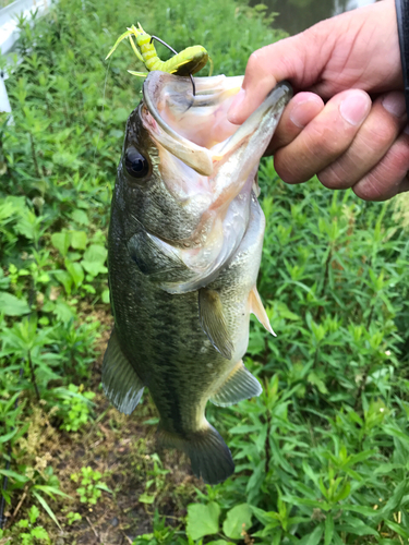 ラージマウスバスの釣果