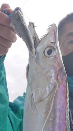 タチウオの釣果