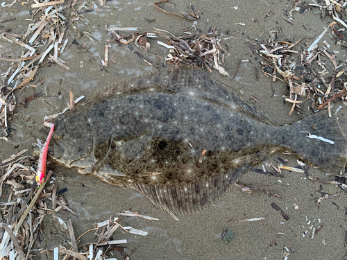 ヒラメの釣果