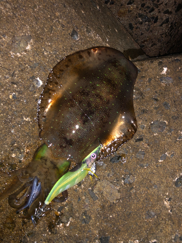 アオリイカの釣果