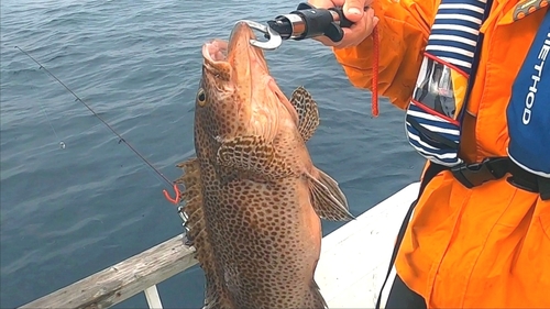 オオモンハタの釣果