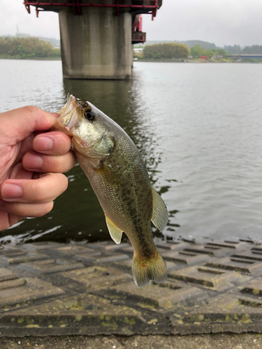 ラージマウスバスの釣果