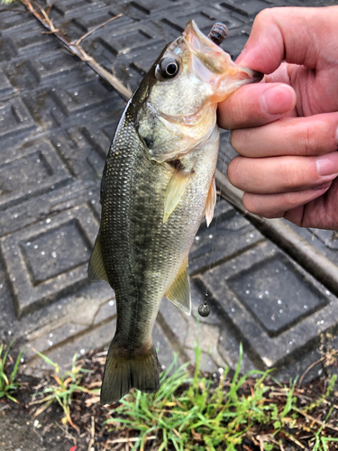 ラージマウスバスの釣果