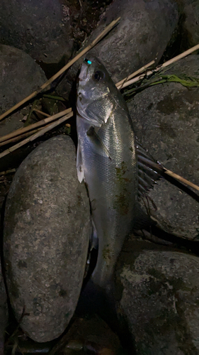 セッパ（マルスズキ）の釣果