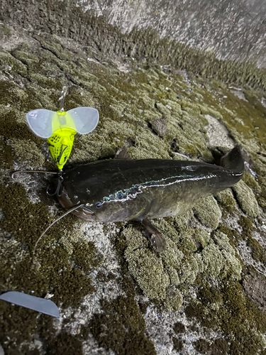 ナマズの釣果