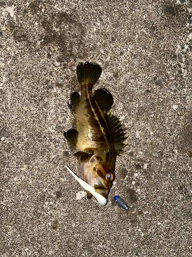 シマゾイの釣果