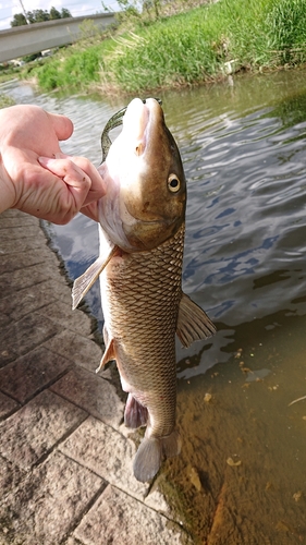 ナマズの釣果