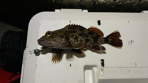 カサゴの釣果