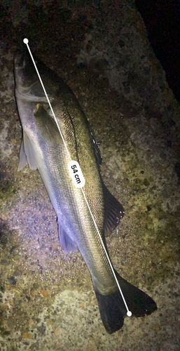 フッコ（マルスズキ）の釣果