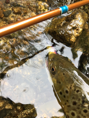 ヤマメの釣果