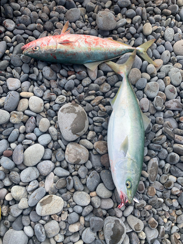 ハマチの釣果