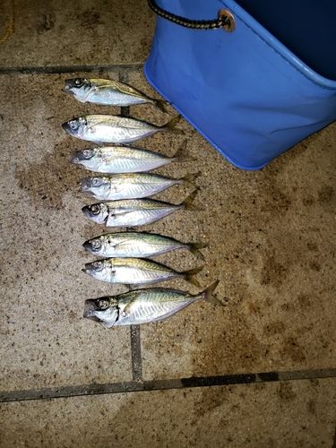 アジの釣果