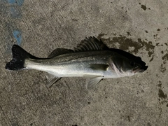 スズキの釣果