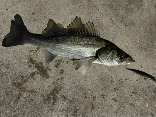 スズキの釣果