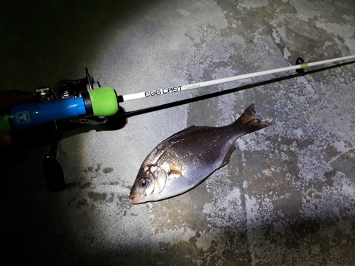 ウミタナゴの釣果