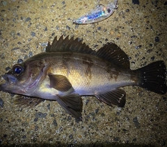 シロメバルの釣果