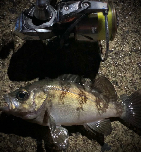 シロメバルの釣果