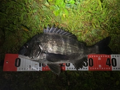クロダイの釣果